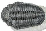 Huge Phacopid (Drotops) Trilobite - Issoumour, Morocco #363235-1